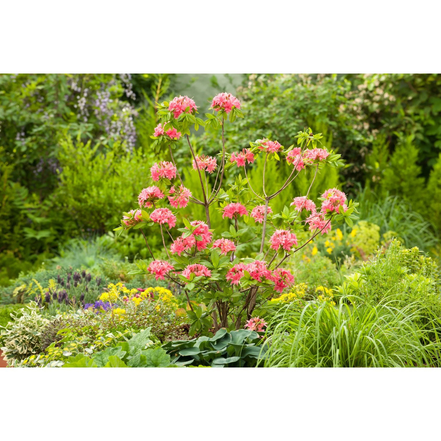 GROW by OBI Sommergrüne Azalee Homebush Pink, Rhododendron Zierstrauch, Höhe: 20 - 30 cm - Bild 2