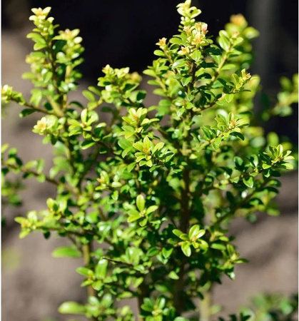 Ilex Crenata Gold Heckenpflanze Strauch 60-80 cm