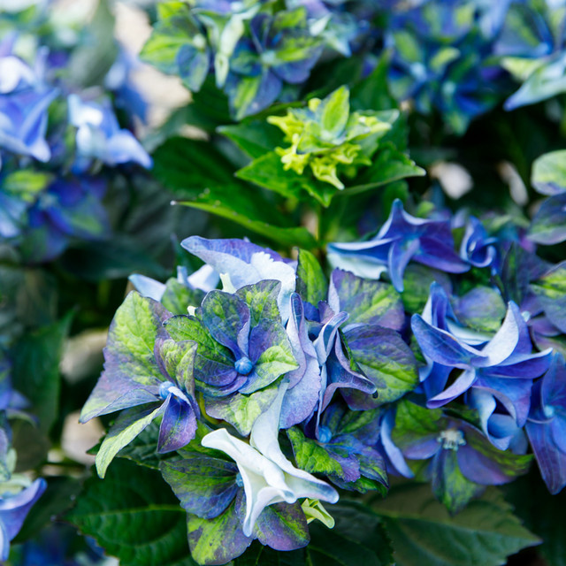 Bauernhortensie Royalty Collection Lady Mata Hari, blau, Zierstrauch für den Garten - Bild 1
