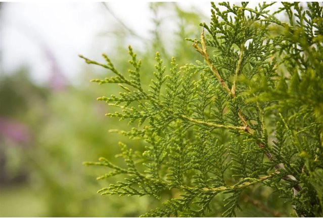 Thuja occidentalis King of Brabant Heckenpflanze Grün 40-60 cm - Bild 1