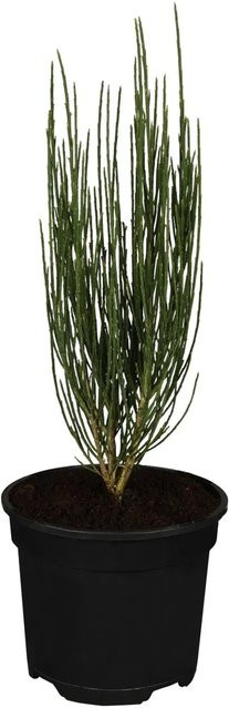 OBI Besenginster Cytisus scoparius im Topf - Bild 1