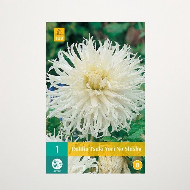 Splitt-Dahlie Tsuki Yori No Shisha Knolle von BLUME2000 - Bild 1