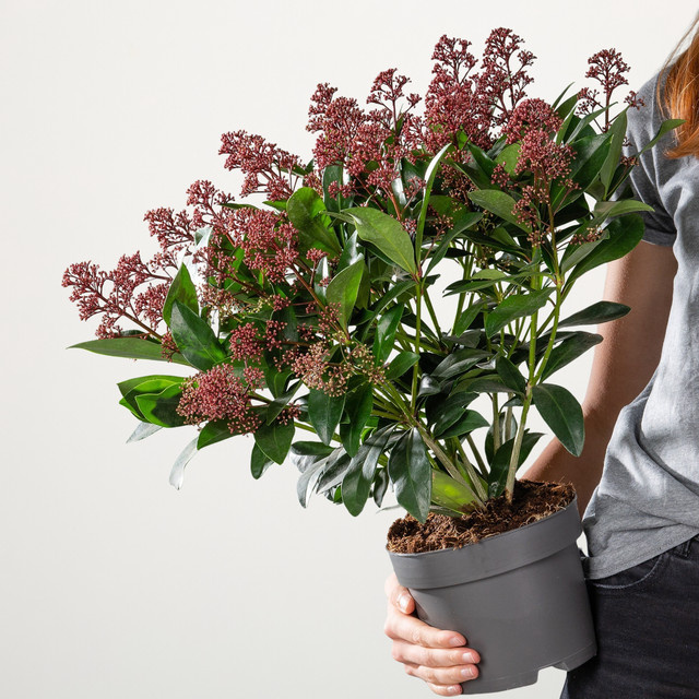 Skimmia japonica Zierstrauch von BLUME2000 für Garten, Balkon oder Terrasse - Bild 1