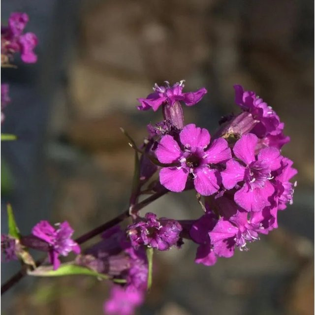 Pechnelke Lychnis viscaria Pink als mehrjährige Staude für Naturgärten und Beete - Bild 1