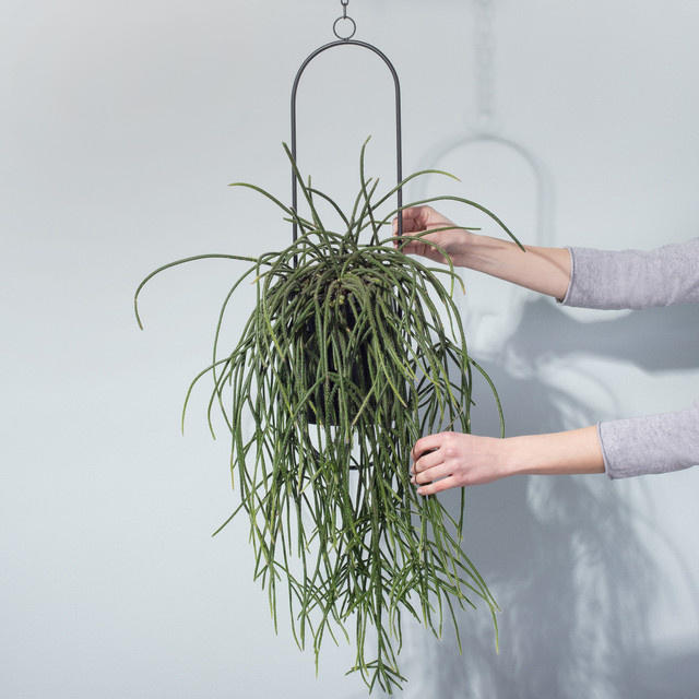 Hängepflanze Rhipsalis Pilocarpa von BLUME2000 in Grün - Bild 1