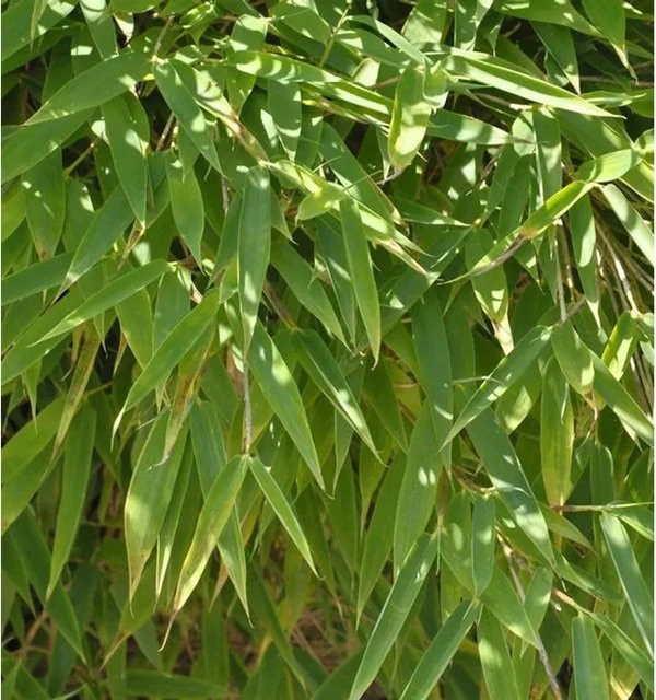 Fargesia Mähnenbambus Green Lion als Sichtschutz und Heckenpflanze für den Garten, Höhe: 80-100 cm - Bild 1