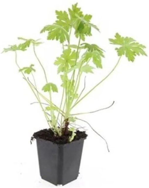 Exotenherz Storchschnabel Geranium Macrorrhizum Set aus 6 Bodendecker-Pflanzen im 9cm Topf - Bild 1