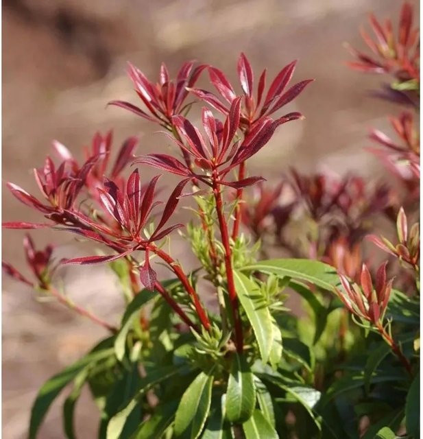 Pieris japonica Schattenglöckchen Lavendelheide Red Mill Strauch, Farbe: Rot und Weiß, Höhe: 40-60 cm - Bild 1