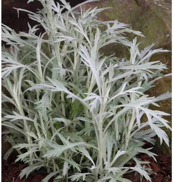 Silber Edelraute Valerie Finnis Artemisia ludoviciana in Silber - Bild 1