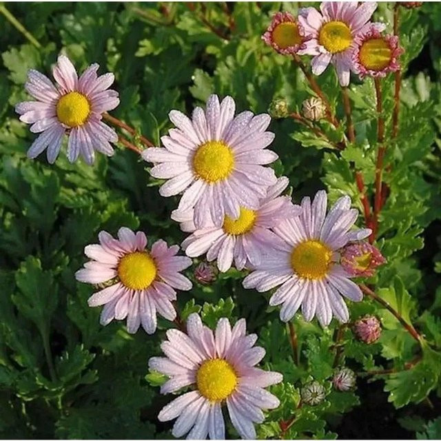 Grönland Margerite Roseum Dendranthema arcticum als winterharte Staude für deinen Garten - Bild 1