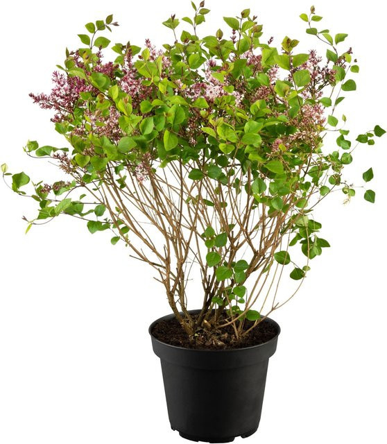 GROW by OBI Zwergflieder Flowerfesta Purple Syringa mey in 3,5l Topf - Bild 1