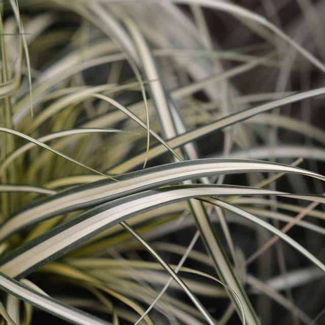 Japan-Gold-Segge Evergold Carex als mehrjährige Zierpflanze in Gelb und Grün - Bild 1