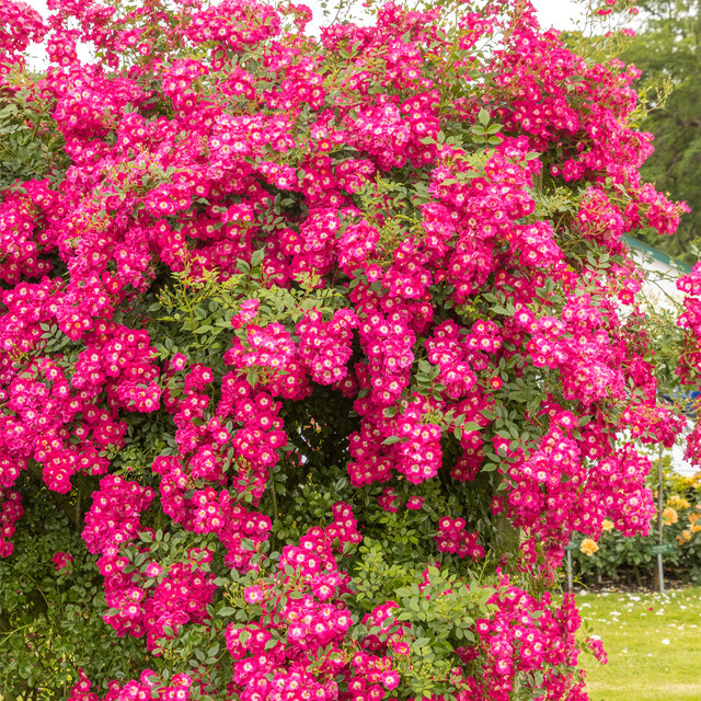 Kletterrose Libertas von Tantau, rosa, wurzelnackt - Bild 1