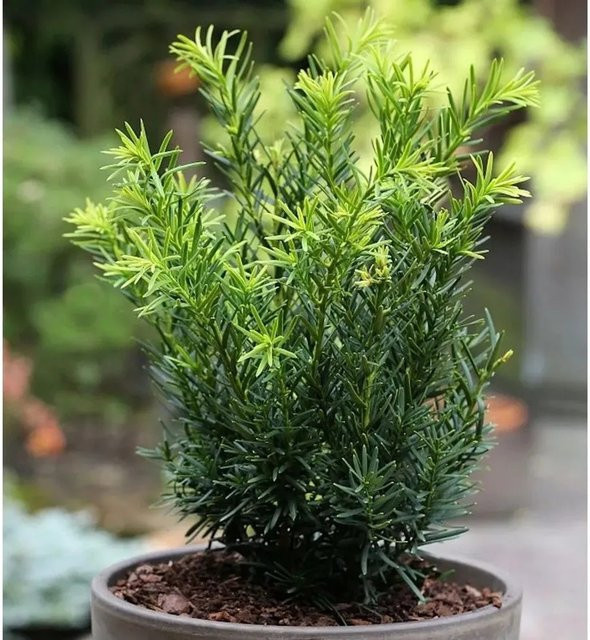 Japanische Zwergeibe Taxus cuspidata von Nr-01.de, grüner Nadelgehölz-Strauch für kleine Gärten und Grabbepflanzung, Höhe: 20-25 cm - Bild 1
