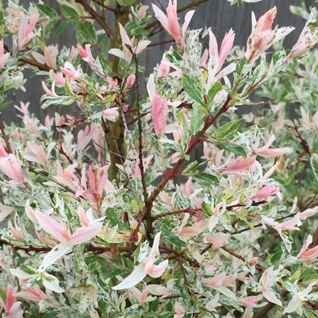 Arborix Harlekinweide Hakuro Nishiki Salix integra mit rosa Austrieb im Container, Höhe: 45 cm - Bild 1