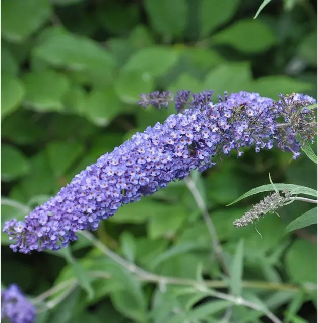 Buddleja Schmetterlingsflieder Summer Bird Sky Blue in Blau und Violett für kleine Gärten und Kübel - Bild 1