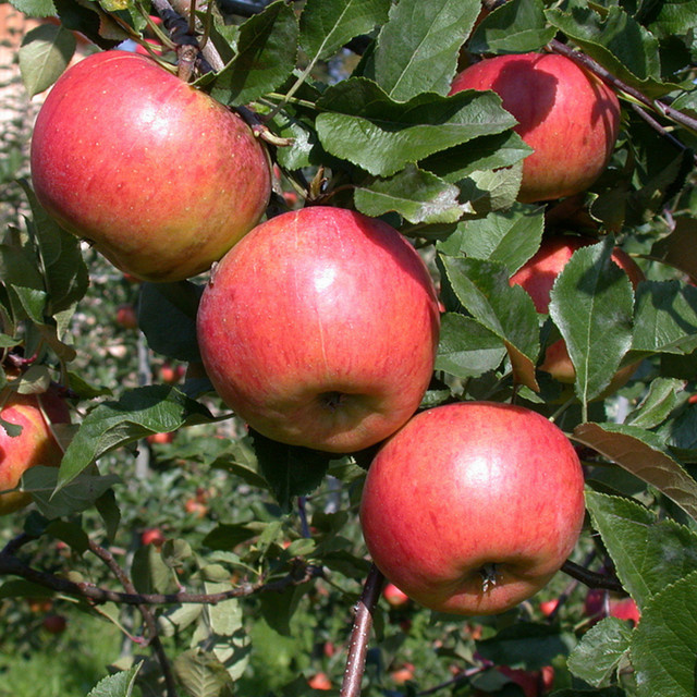 Bio Winterapfel Topaz Busch, rosa - Bild 1