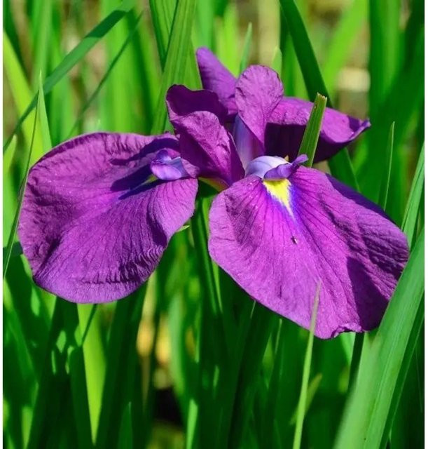Japanische Sumpf-Schwertlilie Amethyst Iris ensata in lila für Teich und Garten - Bild 1