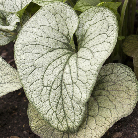 Brunnera macrophylla Kaukasus-Vergissmeinnicht von BLUME2000 – Pflegeleichte mehrjährige Bodendecker-Pflanze für Schattenbeete, Teichränder und Kübel