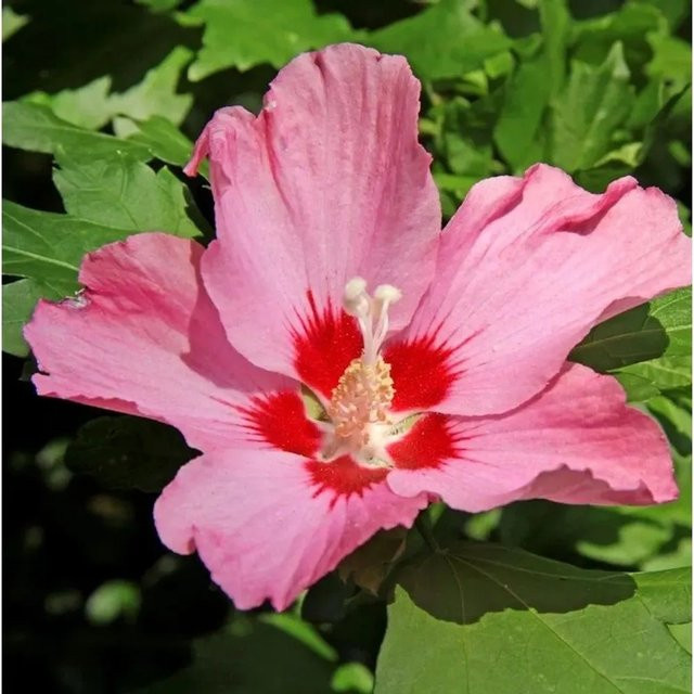 Garteneibisch Silke Hibiscus syriacus als rotvioletter Zierstrauch für deinen Garten - Bild 1