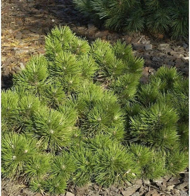 Zwerg Schwarzkiefer Pinus nigra Hornibrookiana für deinen Garten, Höhe: 25-30 cm - Bild 1