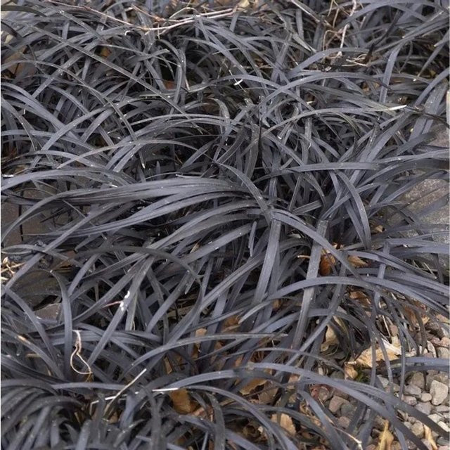 Dunkelblättriger Schlangenbart Black Dragon Ophiopogon planiscapus in Schwarz/Purple - Bild 1