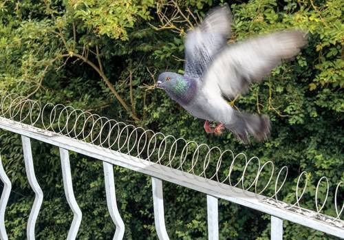 Gardigo Tauben-Abweiser Spirale zur Abschreckung von Vögeln, 5 m - Bild 1