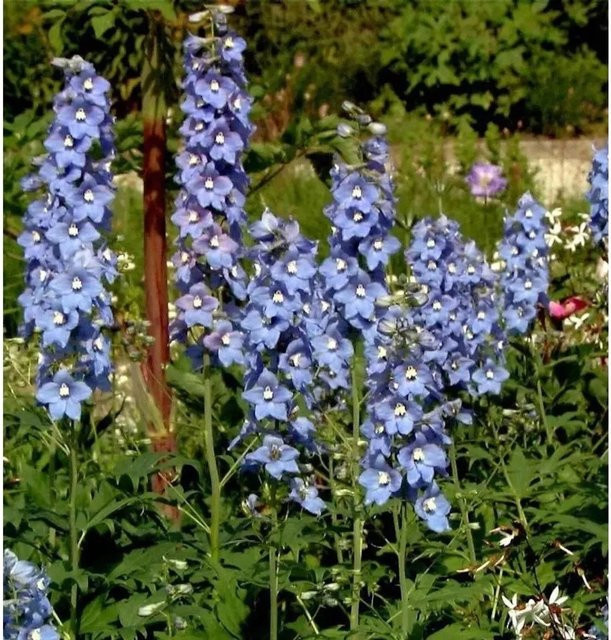 Hoher Rittersporn Berghimmel Delphinium elatum Blau von Nr-01.de - Bild 1