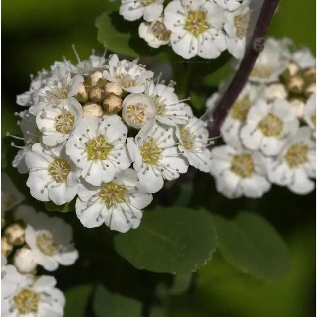 Birkenblättrige Spiere Spiraea betulifolia Zierstrauch in Gold, Höhe: 20-30 cm - Bild 1
