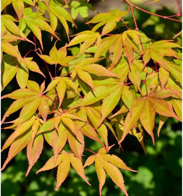 Fächerahorn Osakazuki Acer palmatum Solitärstrauch von Nr-01.de, Höhe: 100-125 cm, Farben: grün, orange, rot - Bild 1