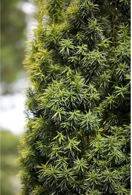 Taxus baccata Eibe als Heckenpflanze und Strauch in Grün, Höhe: 125-150 cm - Bild 1