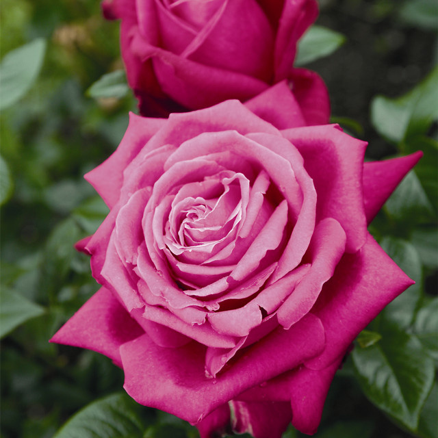 Edelrose Senteur Royale Rosa von BLUME2000 - Bild 1