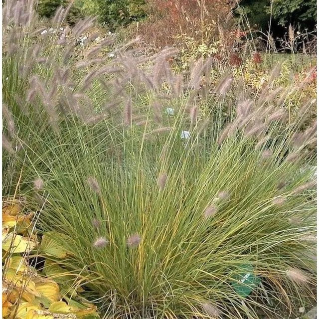 Orient Federborstengras Pennisetum orientale als grüne Staude im Topf für den Garten - Bild 1