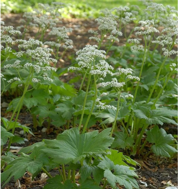 Mukdenia rossii Ahornblatt - Immergrüne Bodendecker-Pflanze für deinen Garten - Bild 1