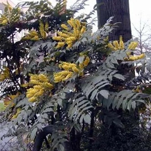 Arborix Mahonie Bealei Mahonia japonica Immergrüner Zierstrauch im Container, Höhe: 50 bis 60 cm - Bild 1