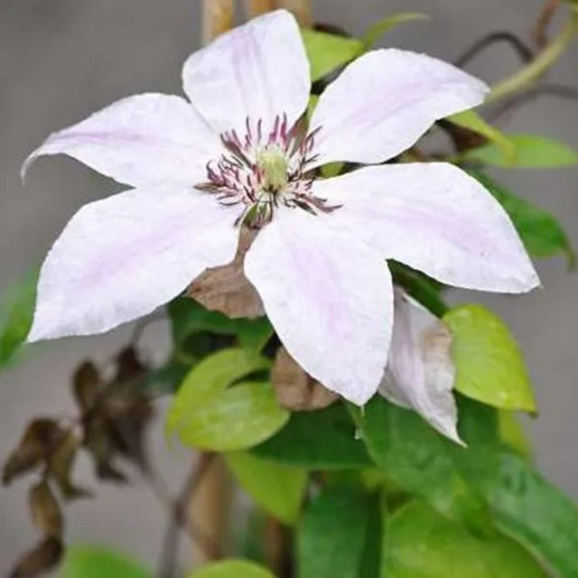 Arborix Clematis Waldrebe Nelly Moser großblumig in Pink und Lila im Container - Bild 1