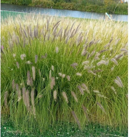 Pennisetum orientale Ziergras Tall Tales in Pink, Silber und Grün von Nr-01.de