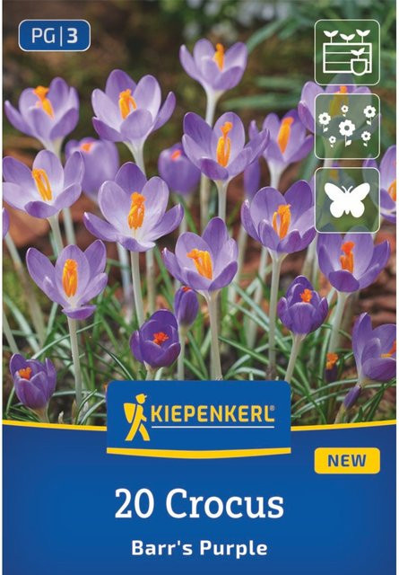 Kiepenkerl Botanischer Krokus Barrs Purple, 20 Zwiebeln, violett - Bild 1