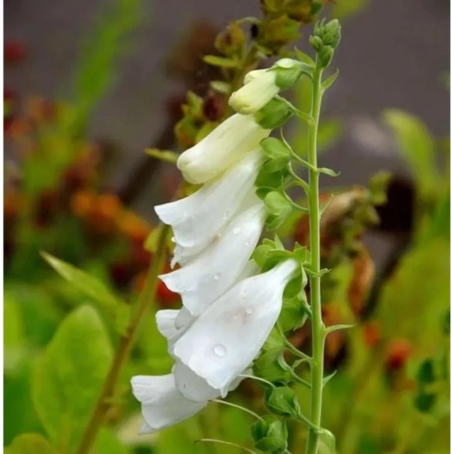 Weißer Fingerhut Digitalis purpurea alba mehrjährige Pflanze von Nr-01.de in Weiß - Bild 1