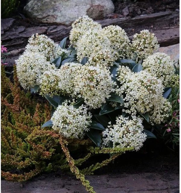 Skimmia japonica Foremann Japanische Skimmie als Zierstrauch für den Garten, Höhe: 25-30 cm - Bild 1