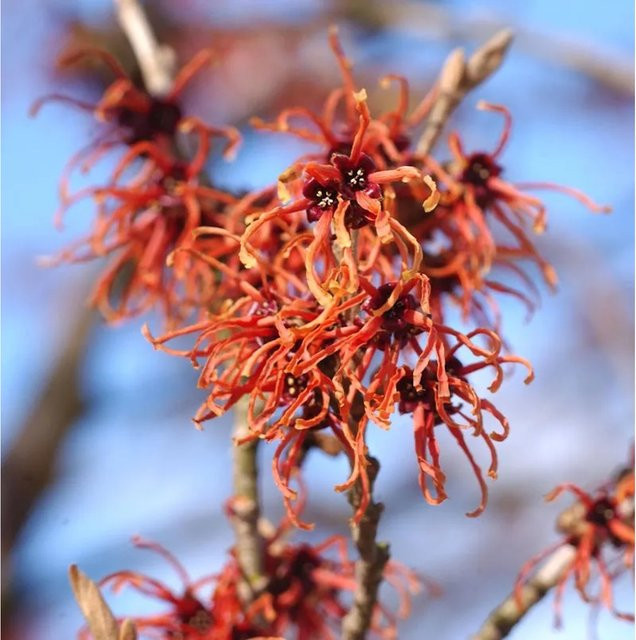 Hamamelis intermedia Zaubernuss Jelena in Orange, Strauch für deinen Garten, Höhe: 40-60 cm - Bild 1