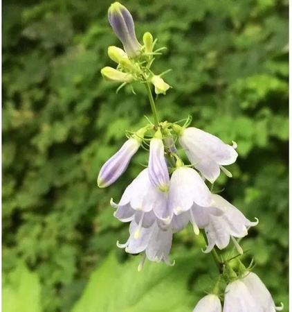 Adenophora iliifolia Schellenblume als mehrjährige Pflanze für den Freilandbereich von Nr-01.de
