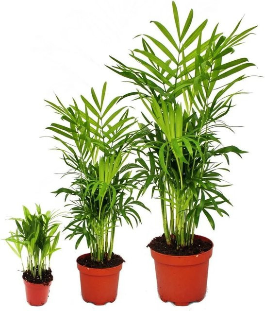 Exotenherz Zimmerpflanzen Trio Bergpalme Set mit 3 Chamaedorea Pflanzen in Grün - Bild 1