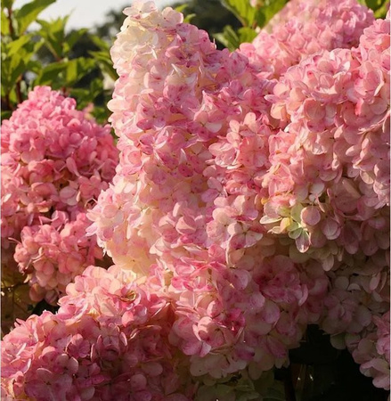 Rispenhortensie Vanille Fraise Hydrangea paniculata in Pink, Höhe: 60-80 cm