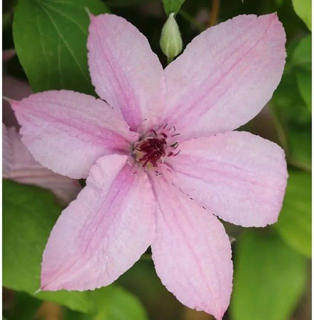 Clematis Waldrebe Hagley Hybrid lila Kletterpflanze für Garten und Kübel
