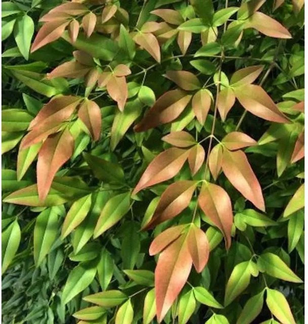 Himmelsbambus Firepower Nandina domestica Strauch, Farbe: Grün, Höhe: 100-125 cm - Bild 1