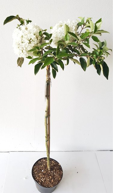 Pflanzen-Boering Viburnum Eskimo Schneeball-Stämmchen, Gesamthöhe: 120-130 cm, Stammhöhe: 80 cm - Bild 1