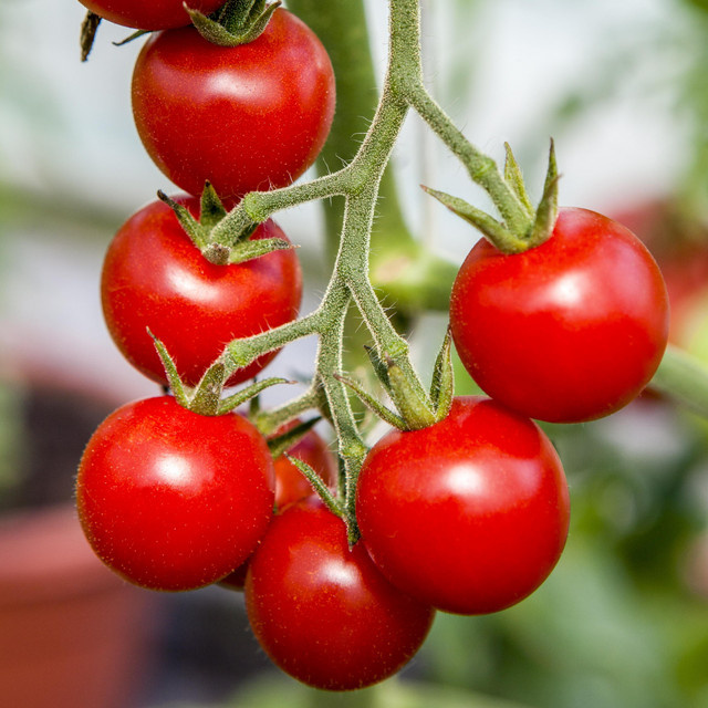 BIO Snacktomate Sweet Million von BLUME2000 - Bild 1