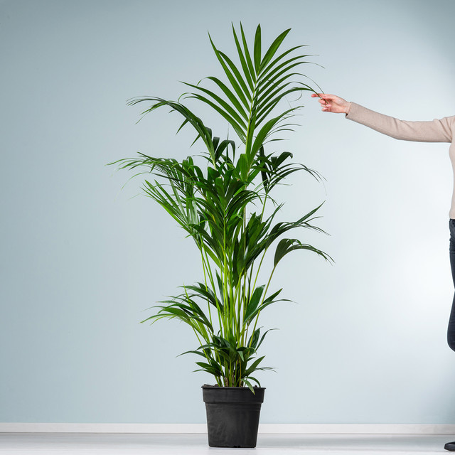 Kentia-Palme Forsteriana in Grün von BLUME2000 Größe L - Bild 1