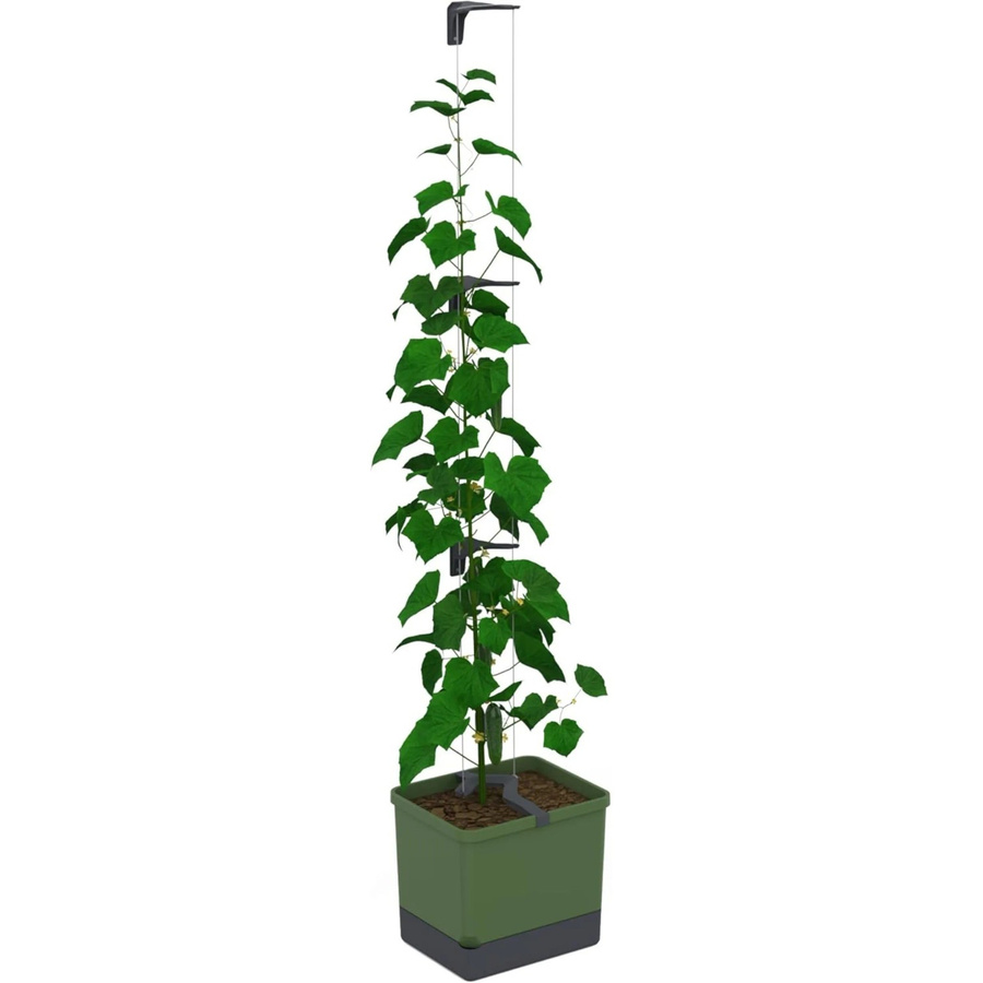 Gusta Garden Selbstbewässernder Gurkentopf Curt Cucumber mit Ranksystem Dunkelgrün - Bild 2